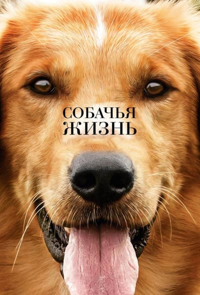 Постер: Собачья жизнь